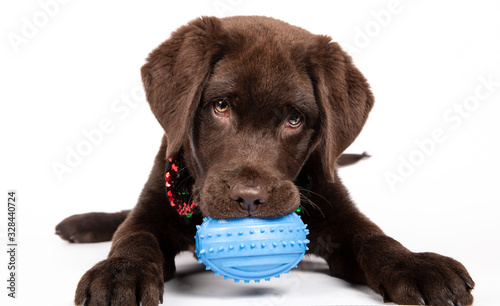 Chocolate Labrador puppy of three months biting a blue toy on white background. Isolated image