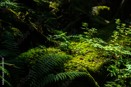 シダ植物に覆われた岩 © takashi