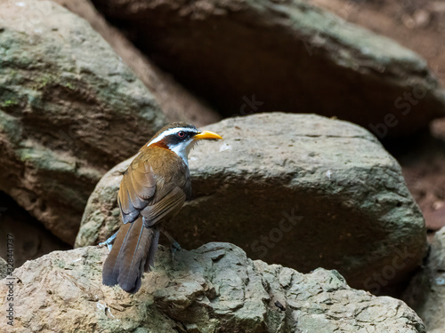 The White-browed Scimitar Babbler is a medium-sized bird with a curved beak. It is olive-brown above and white below, with a yellow bill and eyes. Scientific name is Pomatorhinus schisticeps. photo