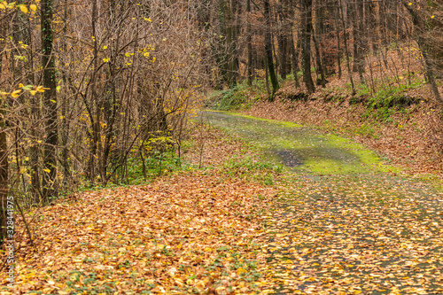 A deserted winding forest road goes deep into the forest. Autumn forest trail is covered with yellow leaves, the road goes into the distance. Autumn forest landscape. Country road.