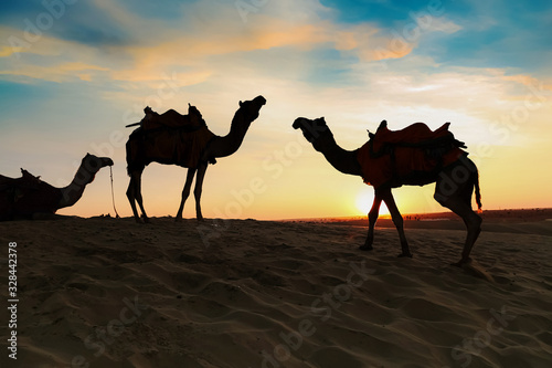 Camels used for tourist safari at sunset at the Thar desert Jaisalmer Rajasthan India