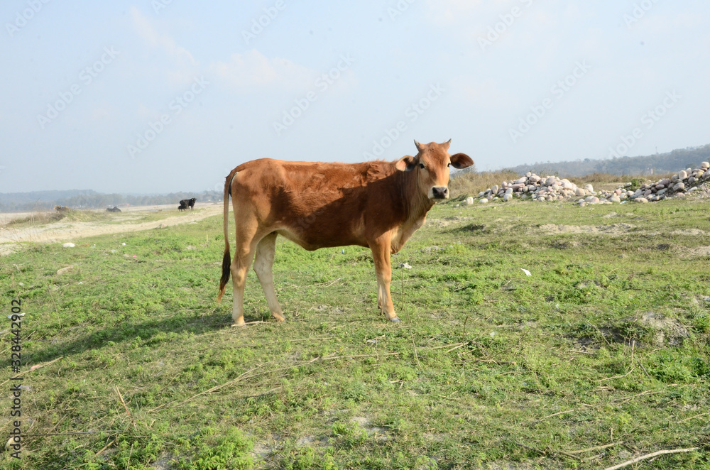 Brown Cow Looking in Camera At Ground of Kaloor Himachal Pradesh Brown Cow Looking in Camera At Ground of Kaloor Himachal Pradesh