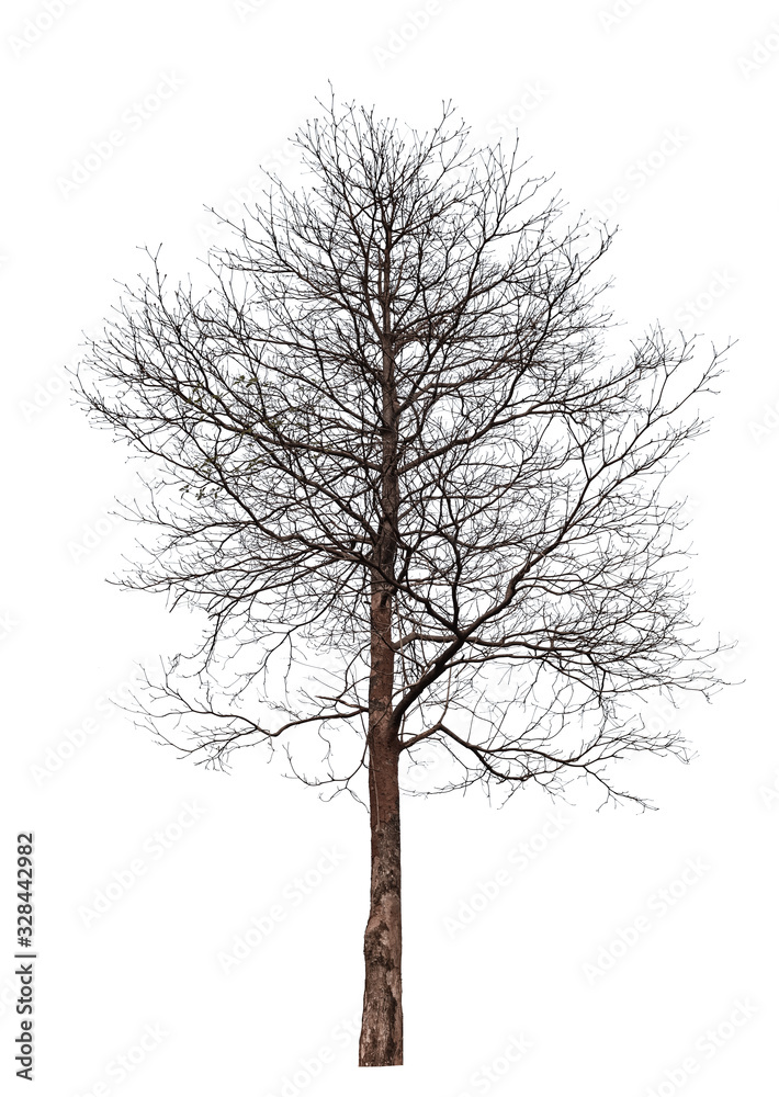 dead tree isolated on white background dead tree isolated on white background