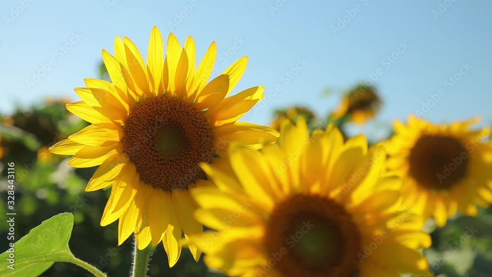 sunflower close up of two blooming flowers sunflower close up of two blooming flowers
