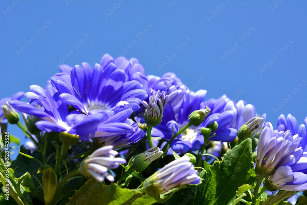 サイネリア 満開の花とこれから咲く蕾 空 花イメージ素材 Stock Photo Adobe Stock