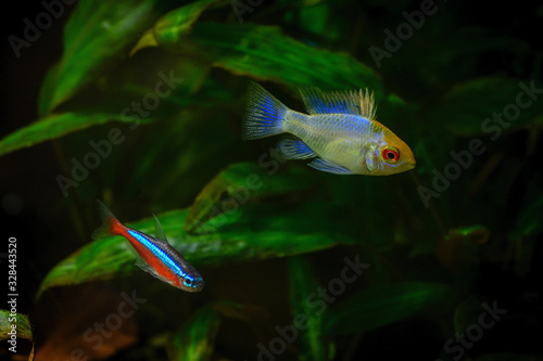 Mikrogeophagus ramirezi Electric blue - white fish with blue glow on fins.