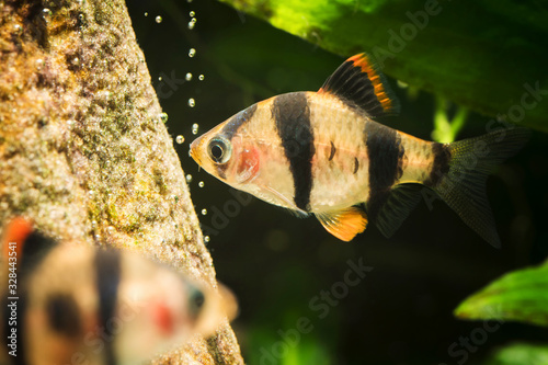 Puntius tetrazona - Macro detail of aquarium fish with four stripes.