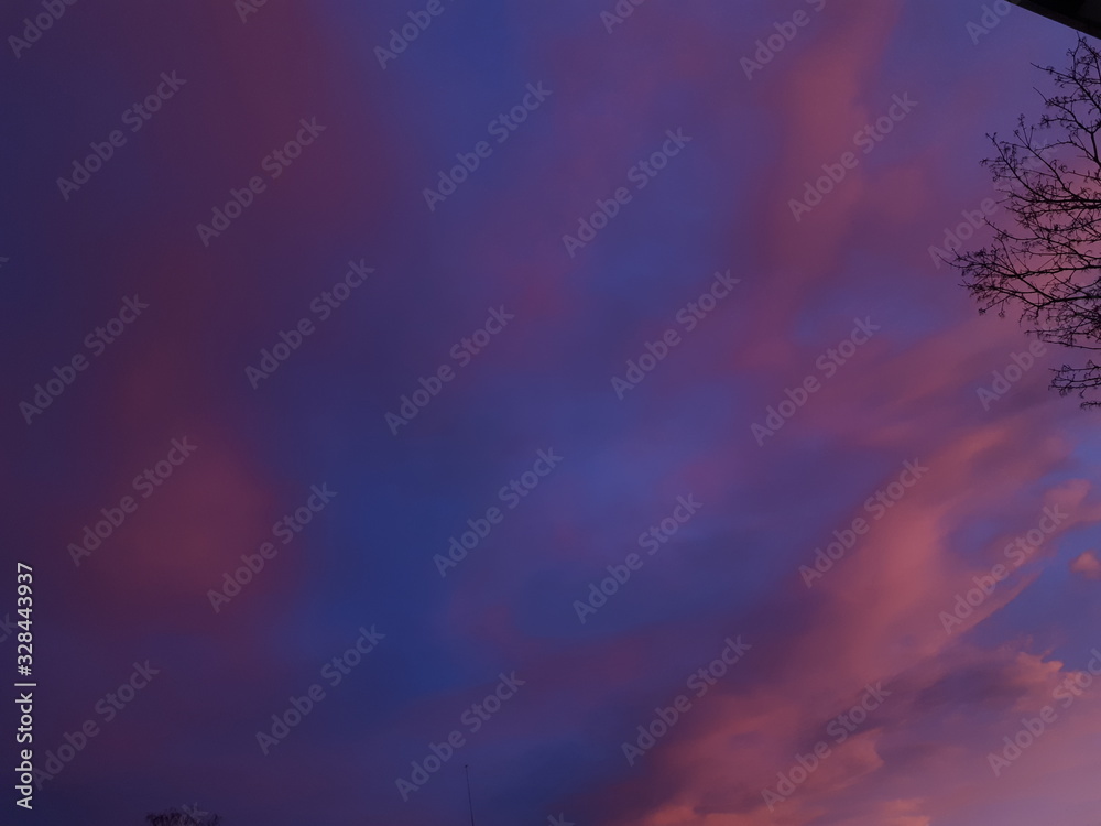 Fototapeta premium Sunset and a tree - Oslo 