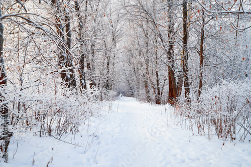 Snow covered trees in a winter forest and small path between them © keleny
