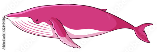 Pink whale on white background