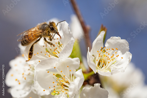 Spring Honey Bee