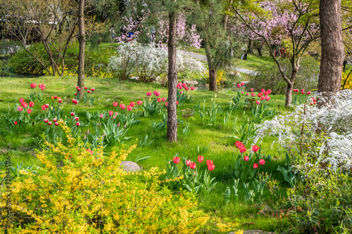 The colourful  tulips  of  Slender West Lake ,YangZHou  in spring 