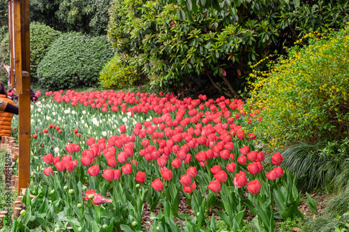 The colourful  tulips  of  Slender West Lake ,YangZHou  in spring  photo