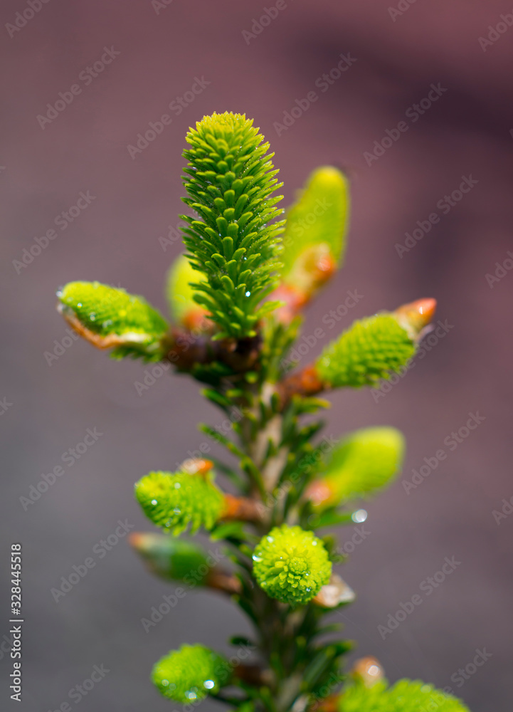 Young shoots on spruce branches