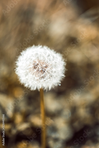 Closeup of dandelion in nature