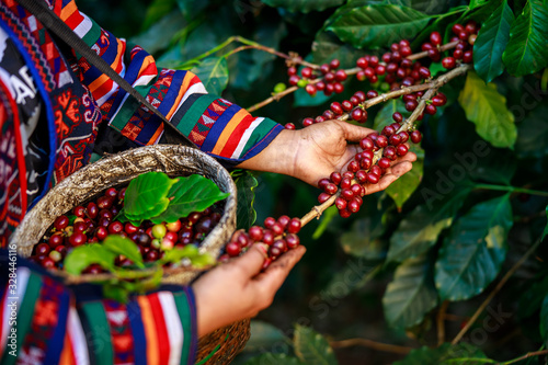 red coffee beans in hand farmers