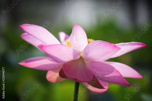 close up of beautiful blooming lotus flower