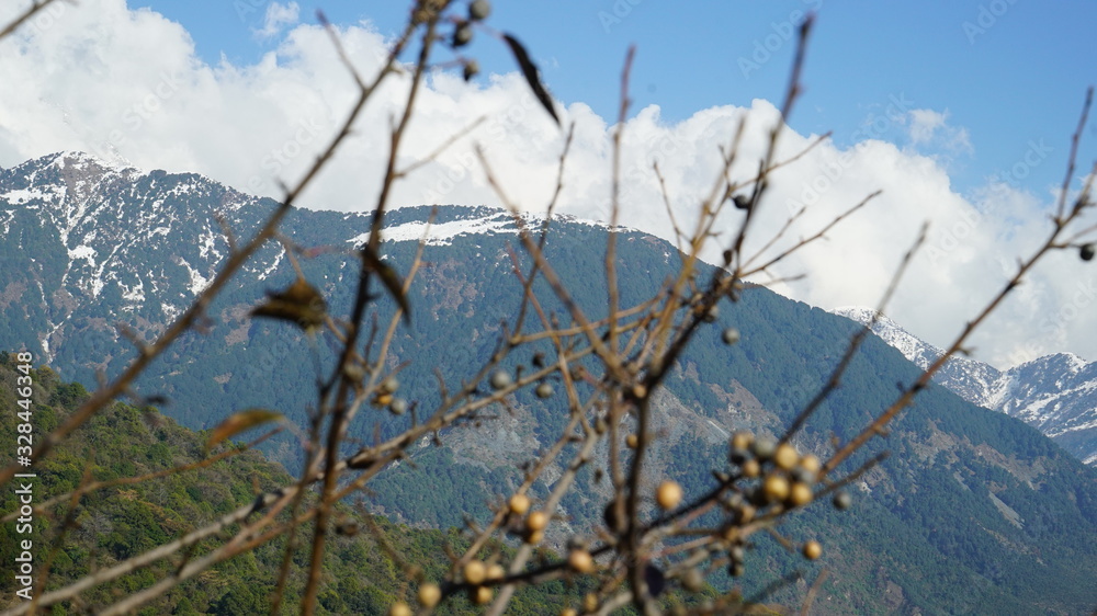 Fototapeta premium A view of mountains through tree