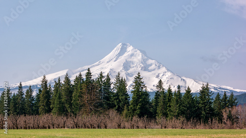 Mount Hood, Oregon framed by trees
