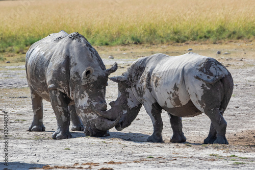 Rhinos mother and calf