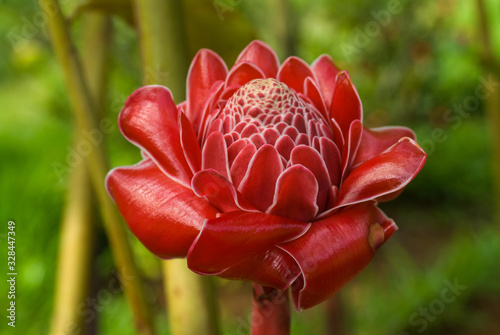 Rose de porcelaine (Etligera eliator) dans un jardin créole de l'île de La Réunion; photo