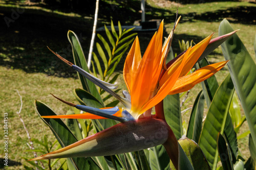 Fleur d'Oiseau du paradis (Strelitzia reginae) dans un jardin de l'île de La Réunion.