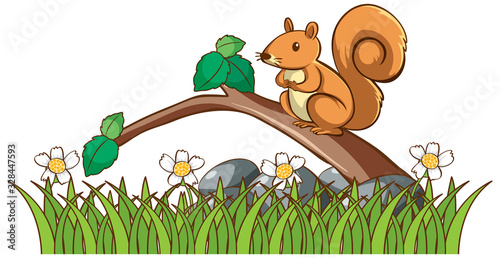 Isolated picture of squirrel in garden