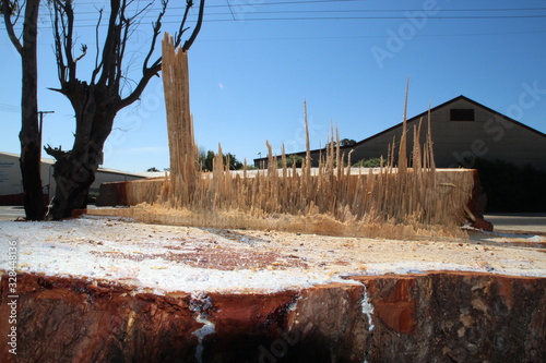 broken tree stump