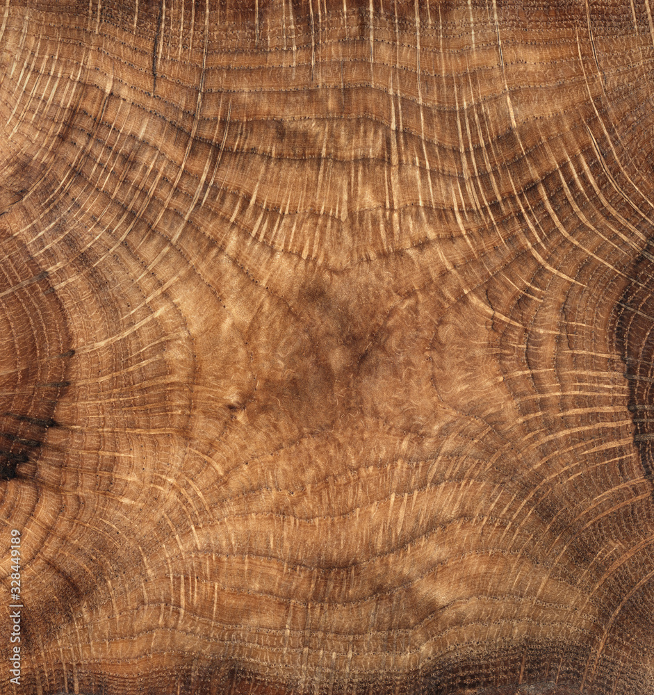 Fototapeta premium rings texture of cork tree