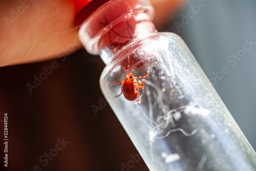 A doctor holds a test tube with an ixodic tick photo