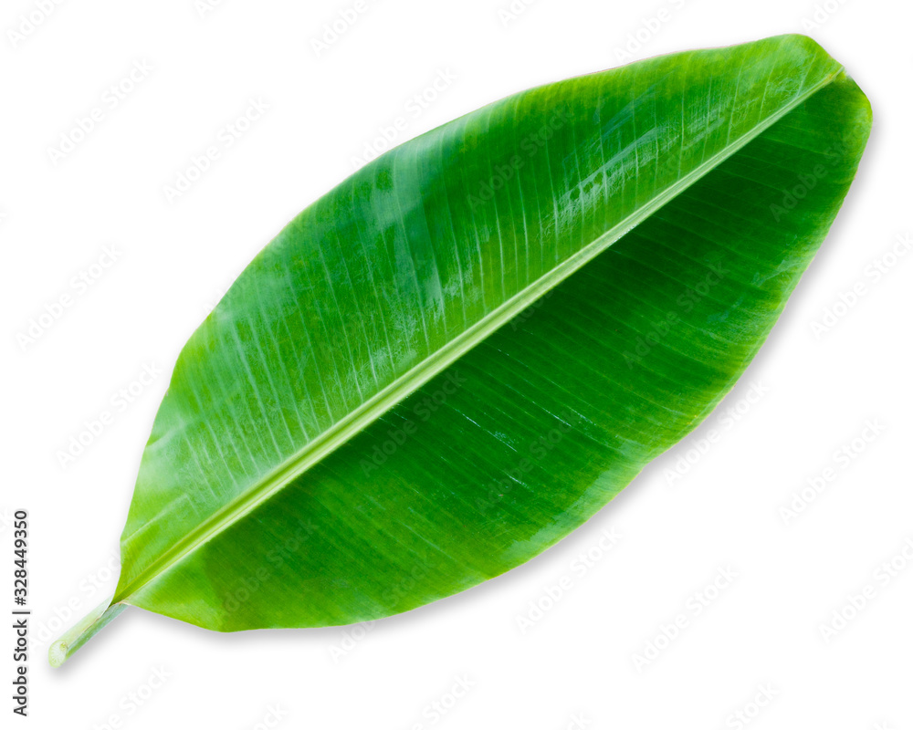 Fototapeta premium banana leaf isolated on white background, File contains a clipping path.