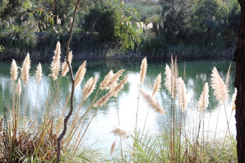 plant over lake