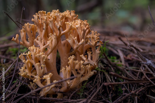 hongos en la naturaleza, hongos en primer plano, hongos en estado silvestre