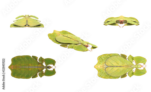 Walking leaf insect on white background multiple poses 3d rendering photo