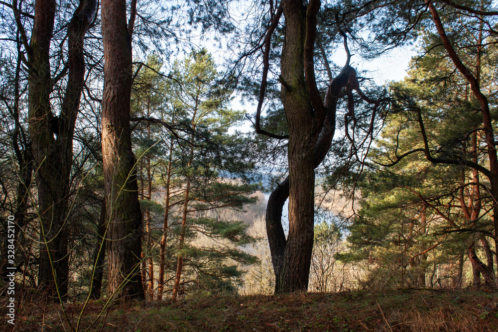 Obraz premium The surroundings of Grodno. Belarus. A beautifully curved tree on the forest bank of the Neman River.