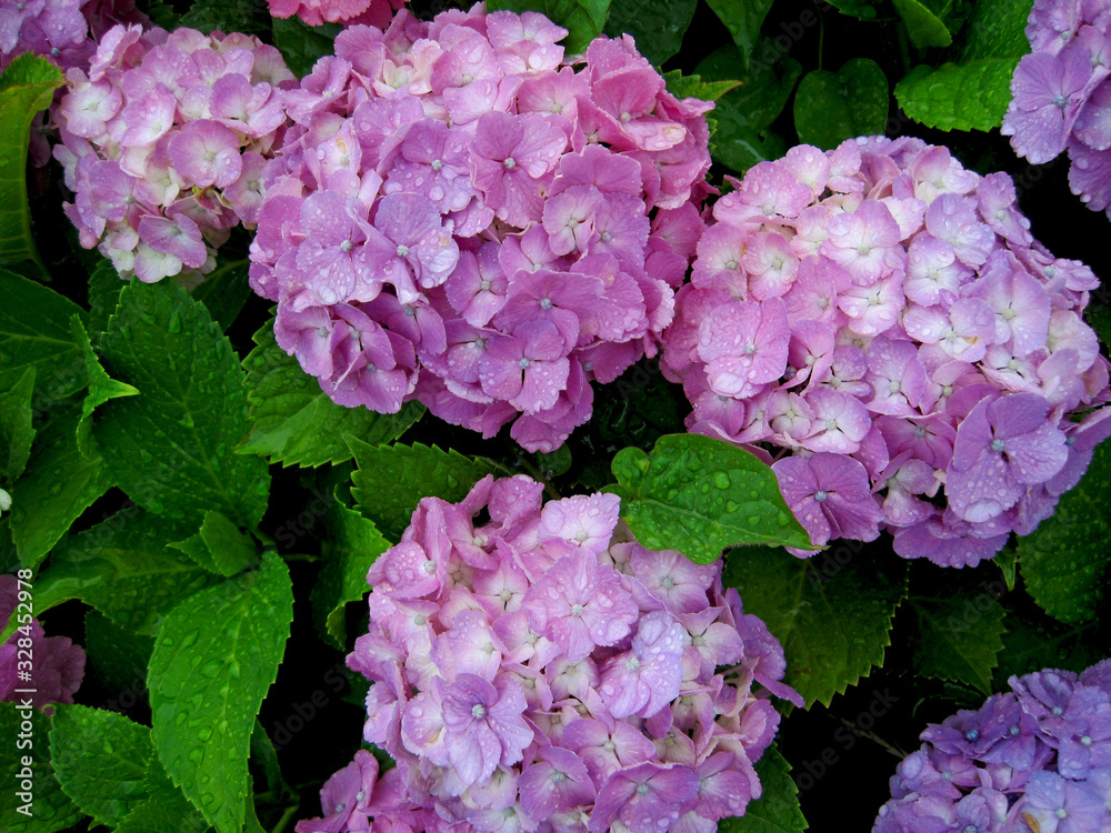 Pink hydrangea