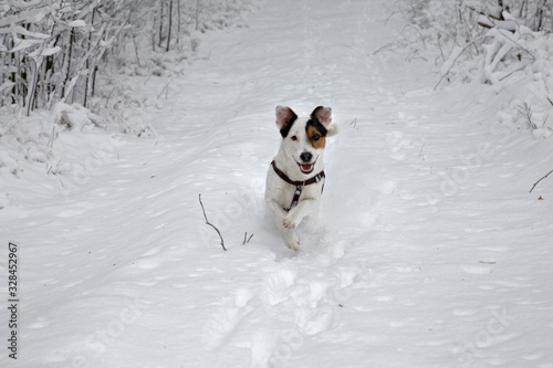 Fototapeta Naklejka Na Ścianę i Meble -  Happy Jack Russell puppy runs  in the snow on beautiful snowywinter
