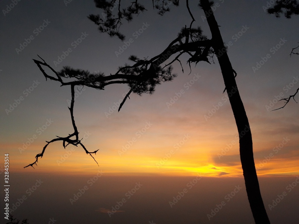 tree at sunrise tree at sunrise