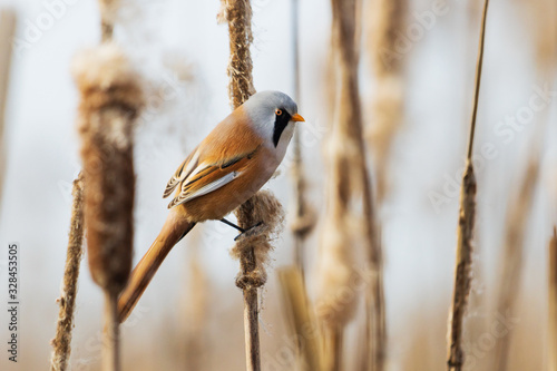 Bearded reedling sitting on a cob of cattail