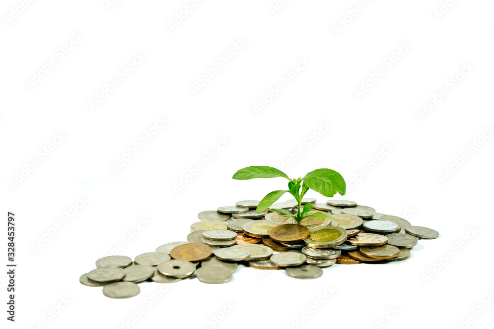 A coins with tree in saving and growing money concept on a white background.