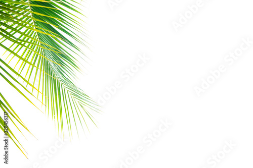 Detail of coconut trees leaf isolated on white background