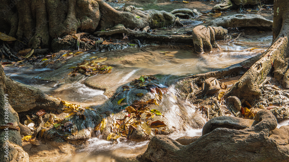 Cold mountain stream in the roots of a tree Cold mountain stream in the roots of a tree
