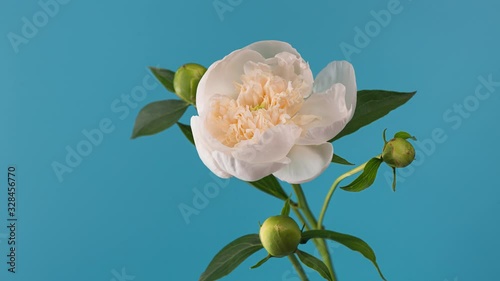Timelapse of Blooming White Peony Outdoors. Flower Opening Backdrop.