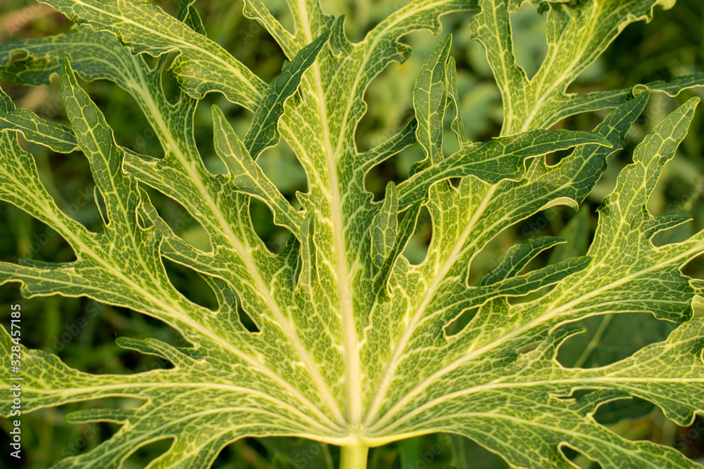 Leaf disease,Papaya leaf disease.Damaged by disease and pests of papaya