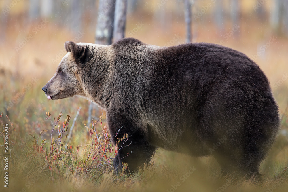 Naklejka premium El rey de la Taiga