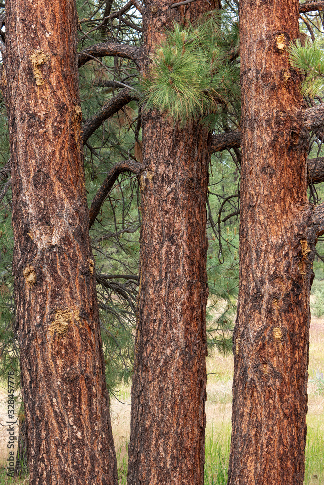 Obraz premium Ponderosa Pines in Central Oregon