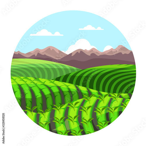 Green tea plantation hills in mountains landscape
