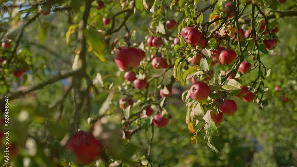 A bunch of fresh ripe red apples swing in the wind on a branch of an apple tree, close up A bunch of fresh ripe red apples swing in the wind on a branch of an apple tree, close up