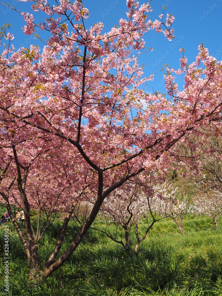 Fototapeta premium the beautiful cherry blossoms in JAPAN