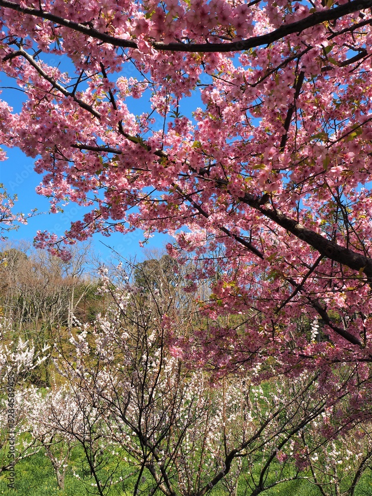 the beautiful cherry blossoms in JAPAN the beautiful cherry blossoms in JAPAN
